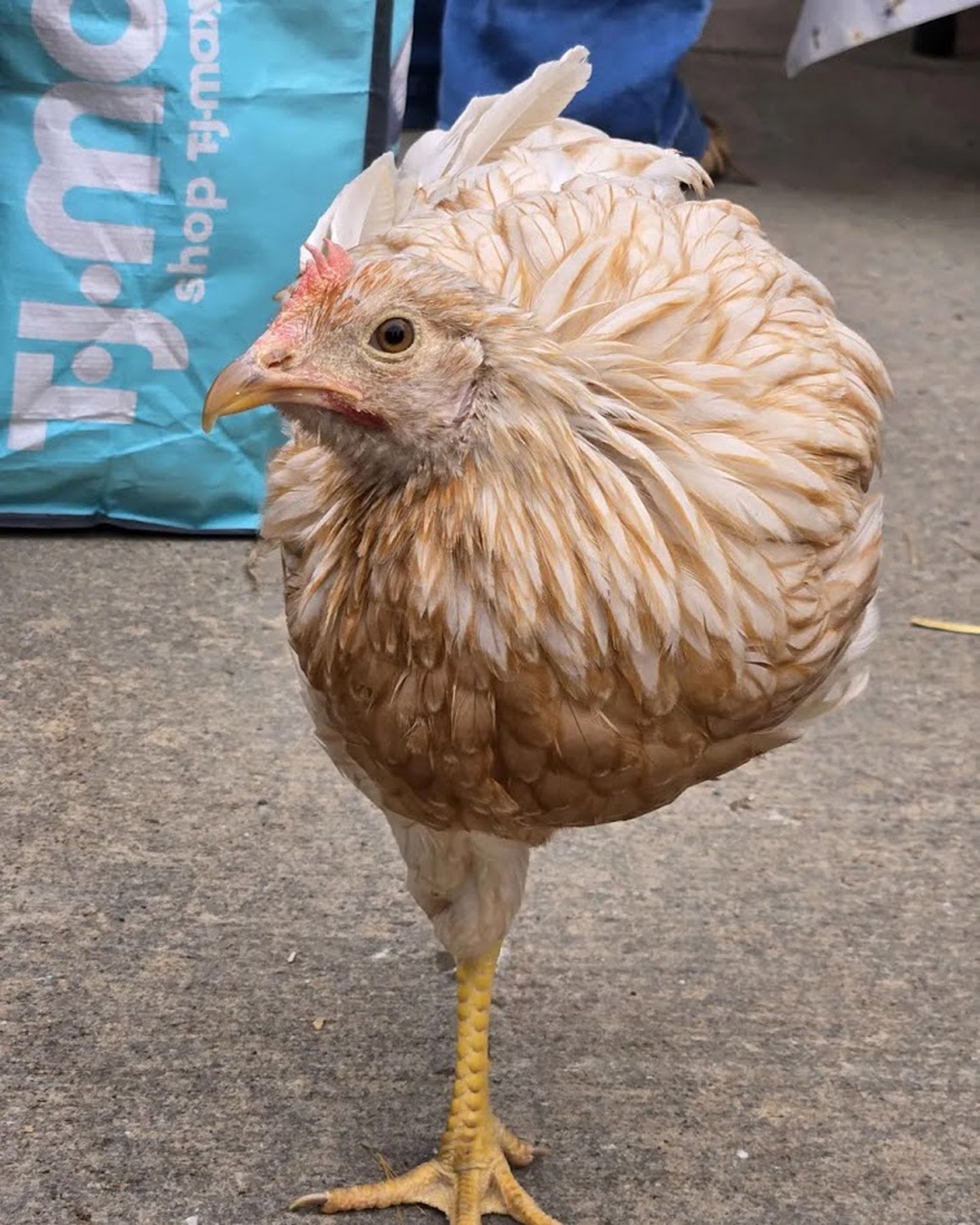 Peggy, a one-legged chicken